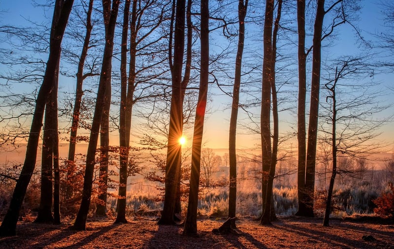 Ethereal Forest